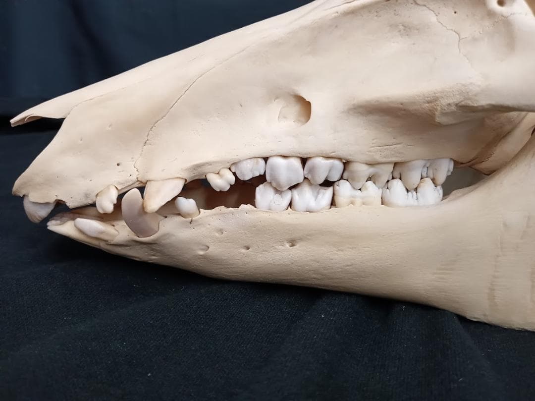 【頭骨標本】種名　イノシシ ♀ ２８Kg　頭長２５ｃｍ