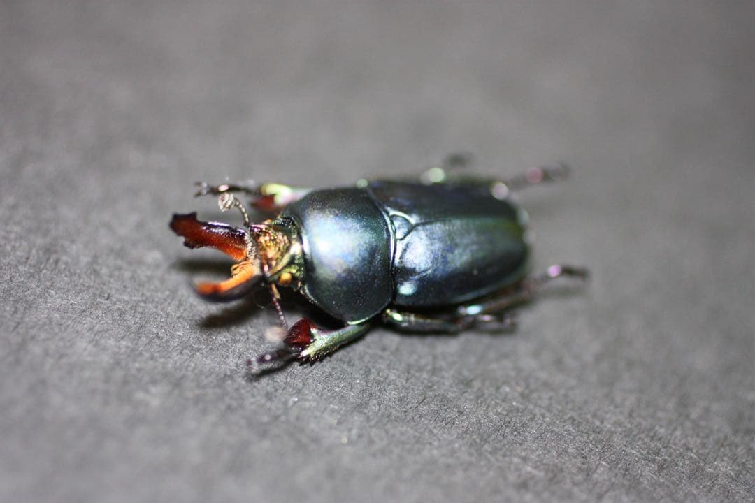 クワガタ標本
