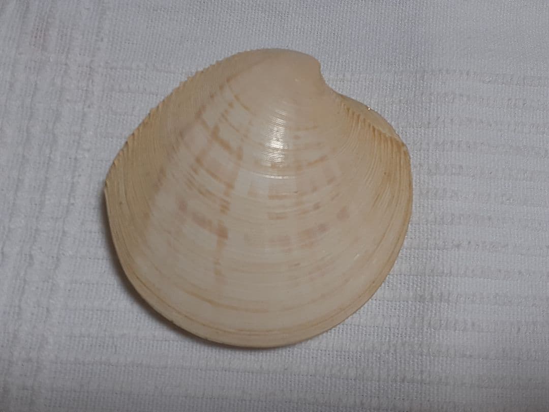 貝の香合