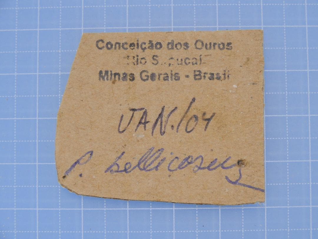 ブラジル産　ベリコサスニジダイコクコガネ　31mm 33mm