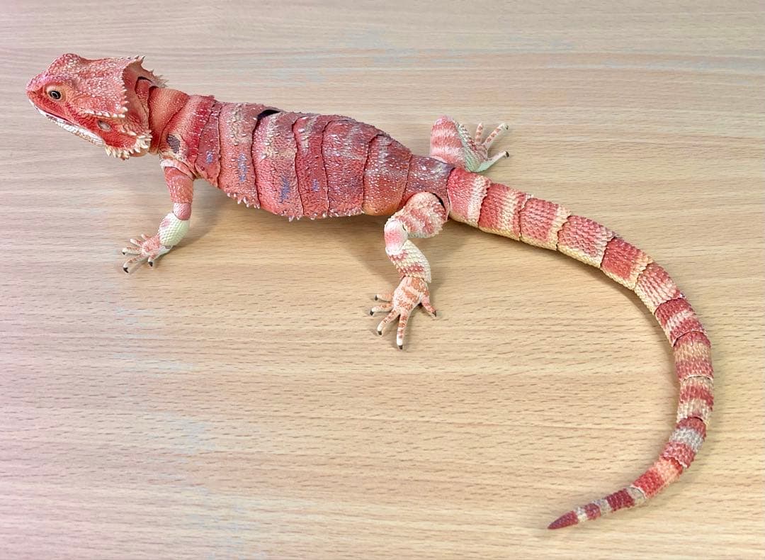 いきもの大図鑑プレミアム　フトアゴヒゲトカゲ（レッド）