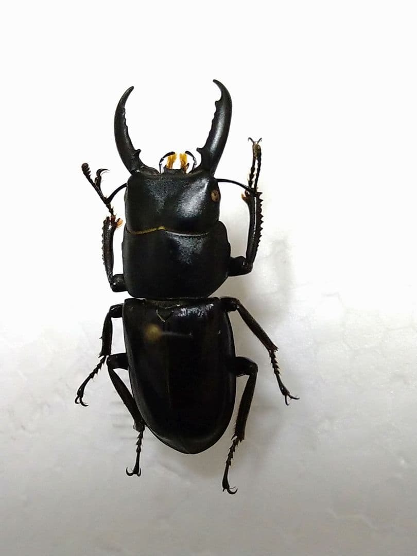 チョウセンヒラタクワガタ標本