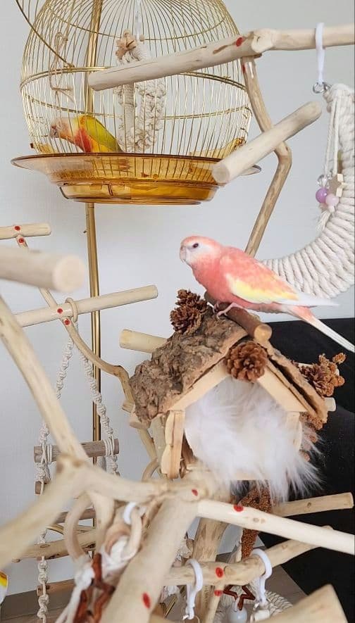 鳥かご ケージ スタンド セット インコ