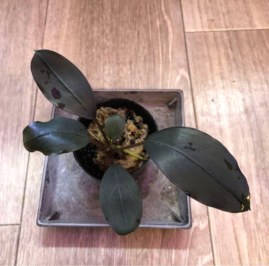 陰性水草の王様的存在Bucephalandra motleyana Miri産