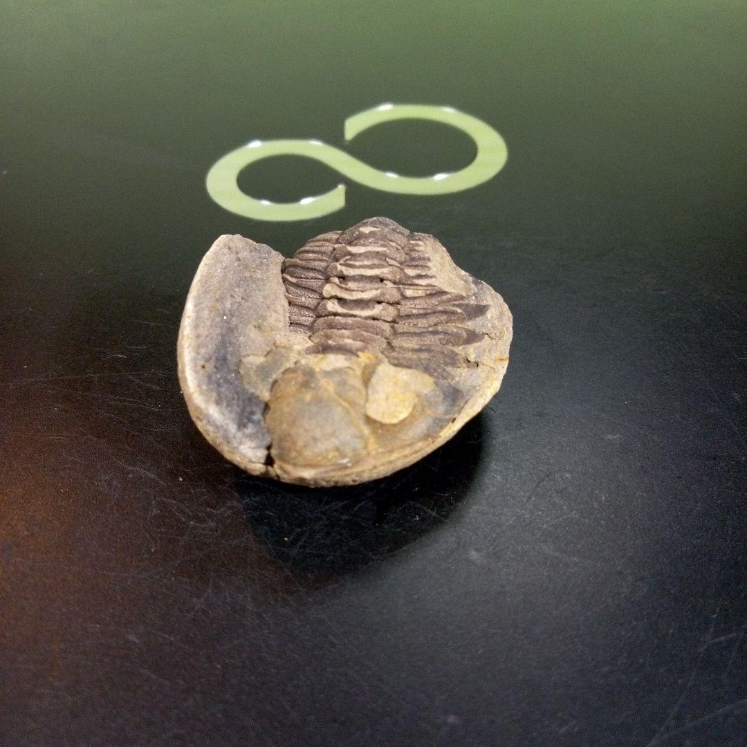三葉虫　化石　fossil　ボリビア産　トライロバイト　三葉虫個体⑤