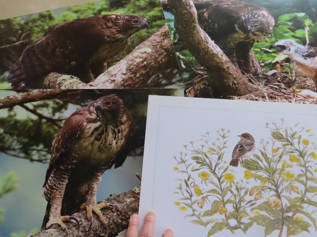 野鳥写真家若尾ちかしさんの額装カワセミ写真　おまけにクマタカ3枚イラスト5枚