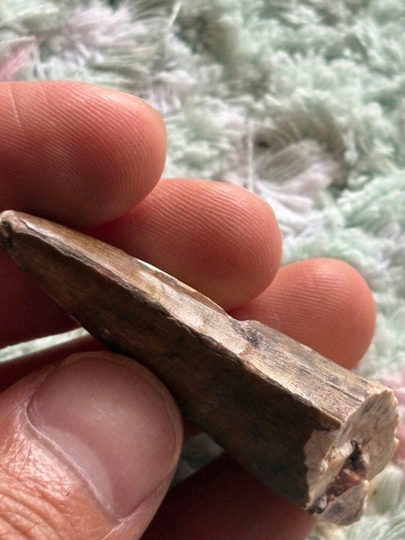 5.6cm 古代の巨大ワニ　サルコスクス　歯　化石