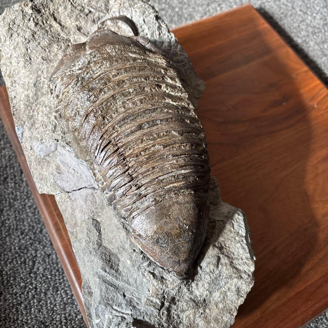 三葉虫化石