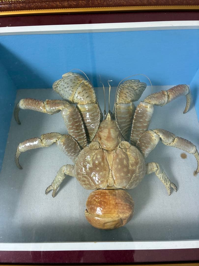 ヤシガニ