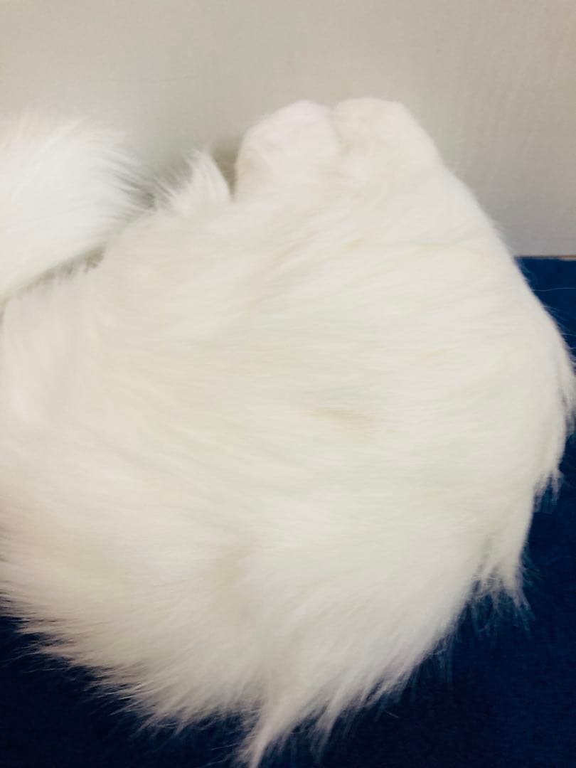 オオイケ　ぬいぐるみ　ペルシャ猫　レトロ OIKE グリーンアイ　キャットハウス