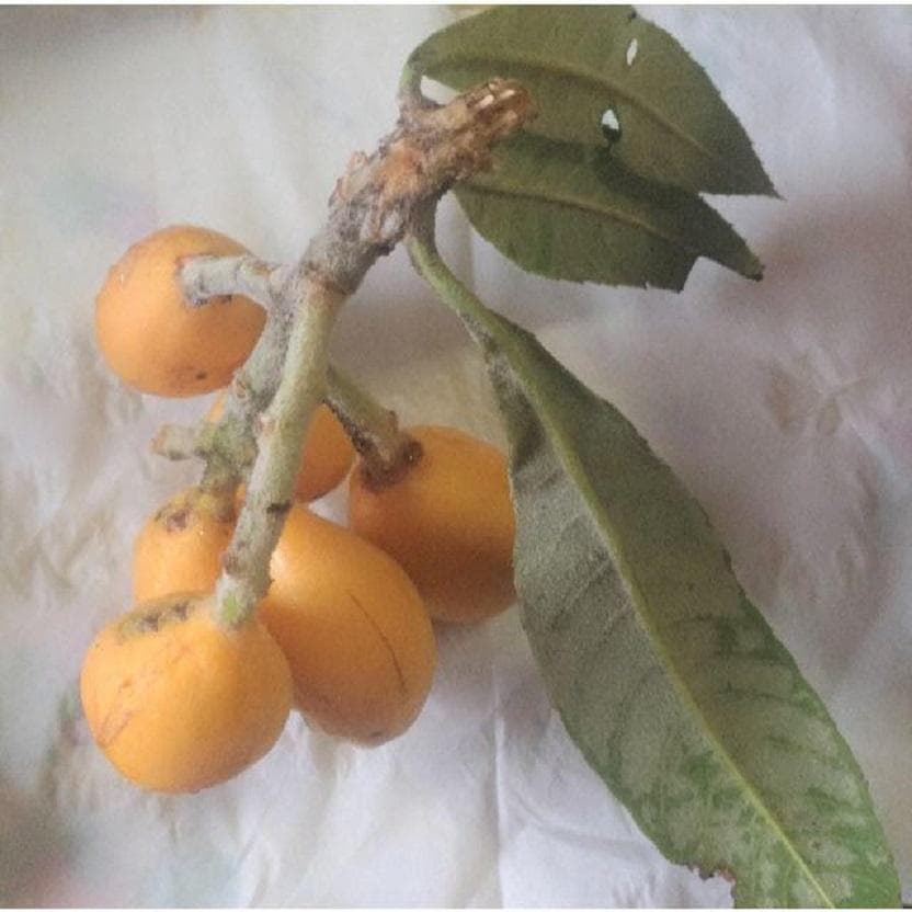 枇杷木枝 ( + びわ葉) 無農薬 ペット用品 民間療法 無除草剤 無添加物
