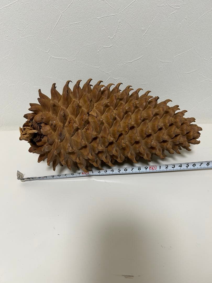 ニュージーランド産　松ぼっくり 約25cm
