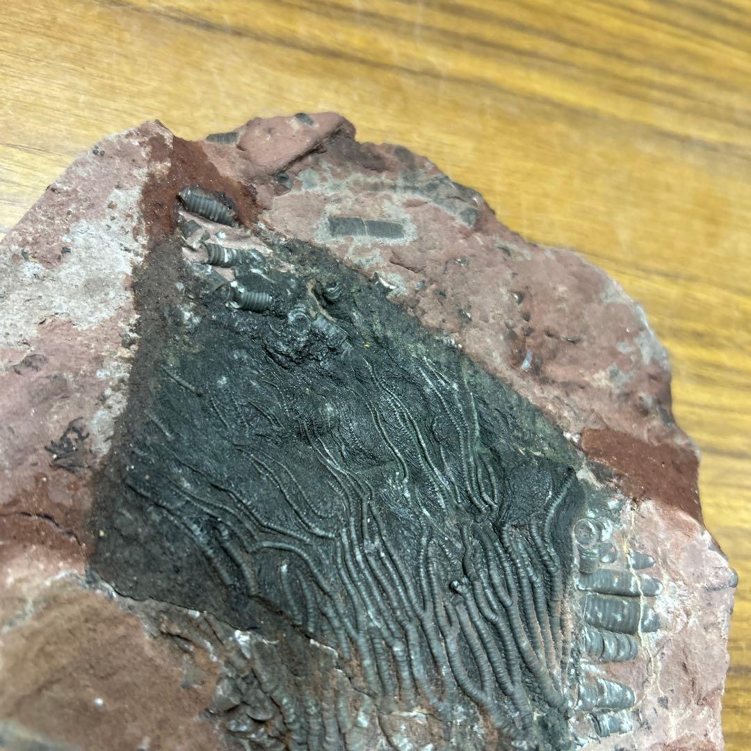 ウミユリ 化石　モロッコ産