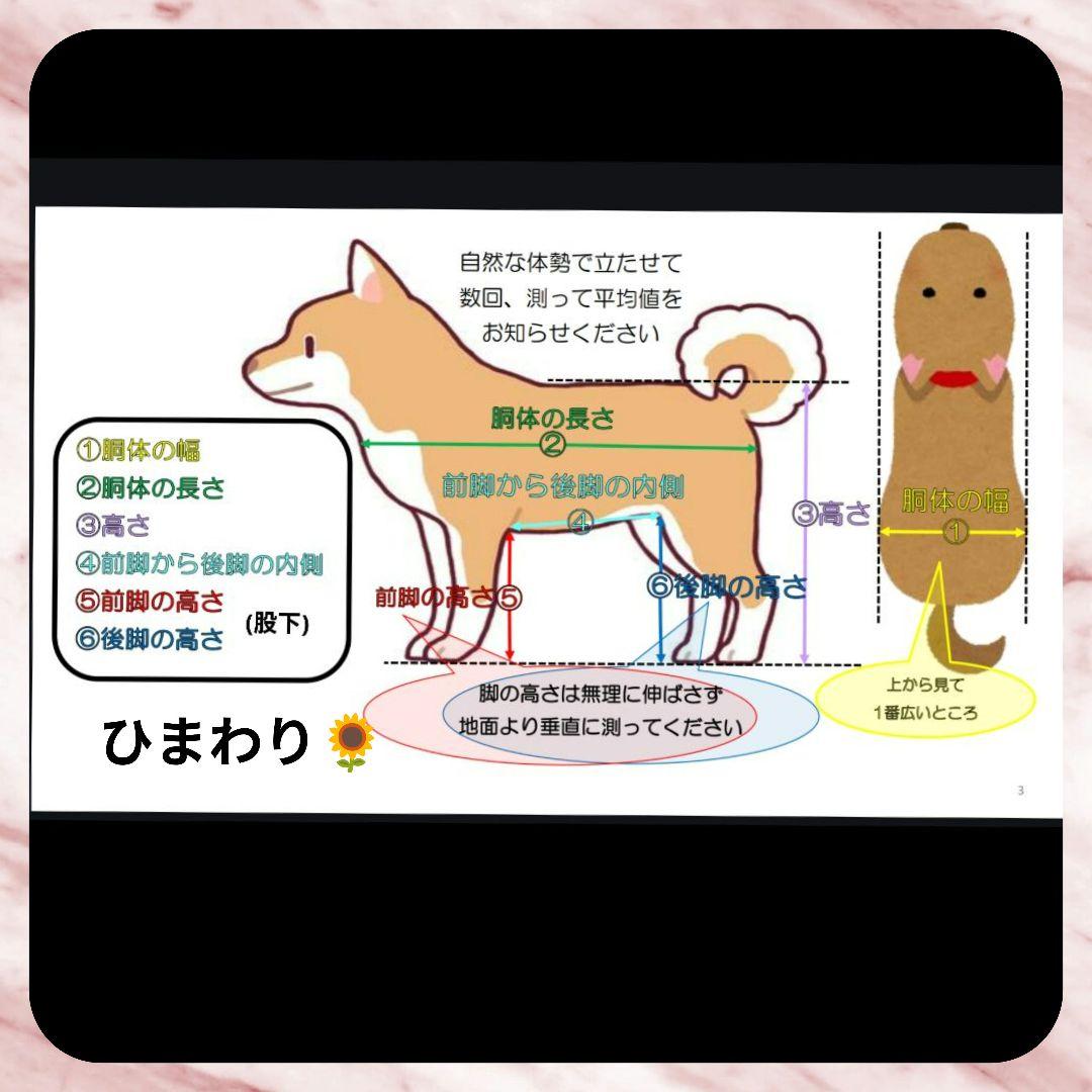 ミックス犬4輪　リハビリ　食事補助　犬用車椅子　シニア補助　犬の歩行器