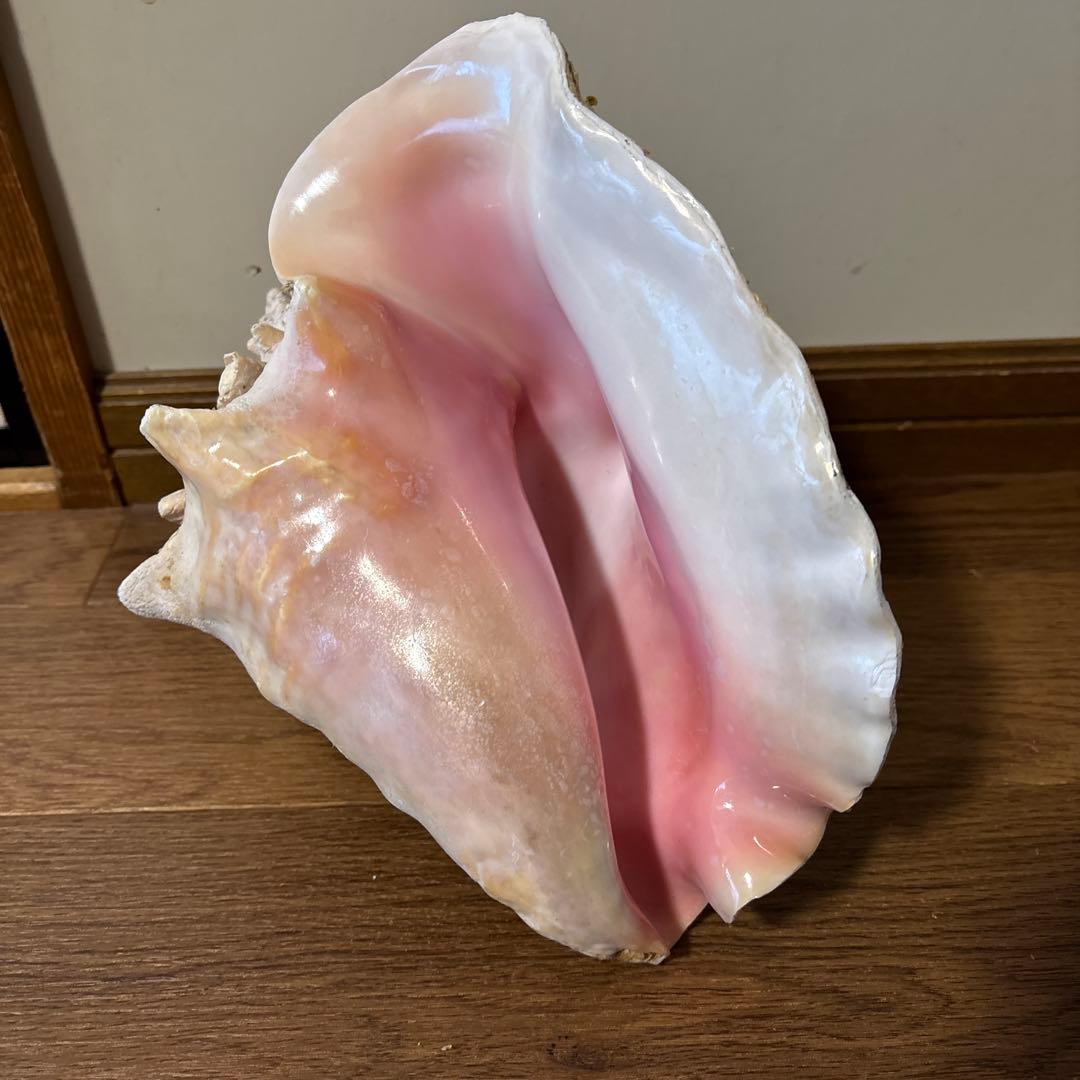 ピンク法螺貝
