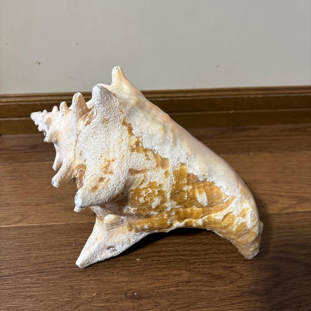 ピンク法螺貝