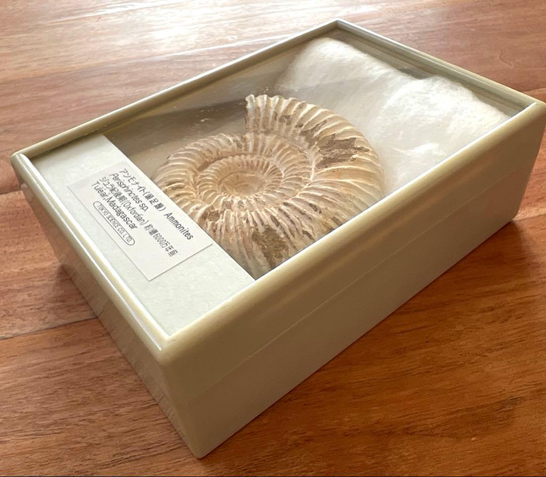 ジュラ紀 アンモナイト標本 Perisphinctes sp.約1億6000年前