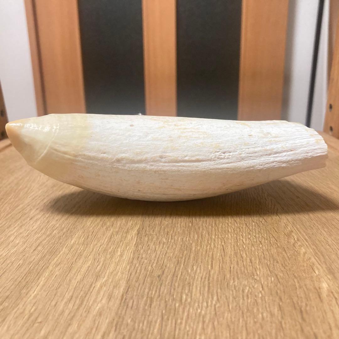 抹香鯨　マッコウクジラ 歯牙 印材 根付 鯨歯 575g