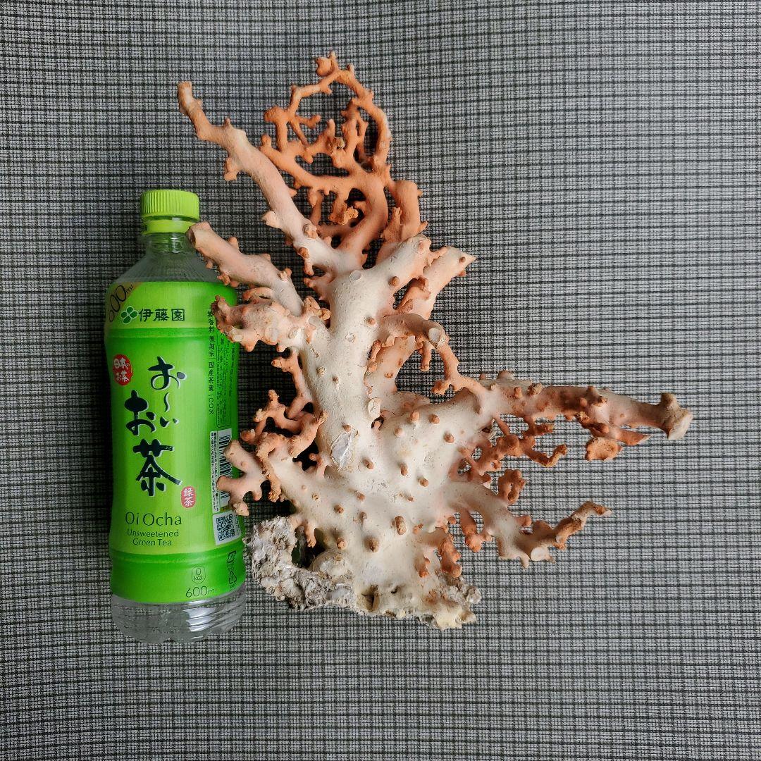 土佐沖珊瑚