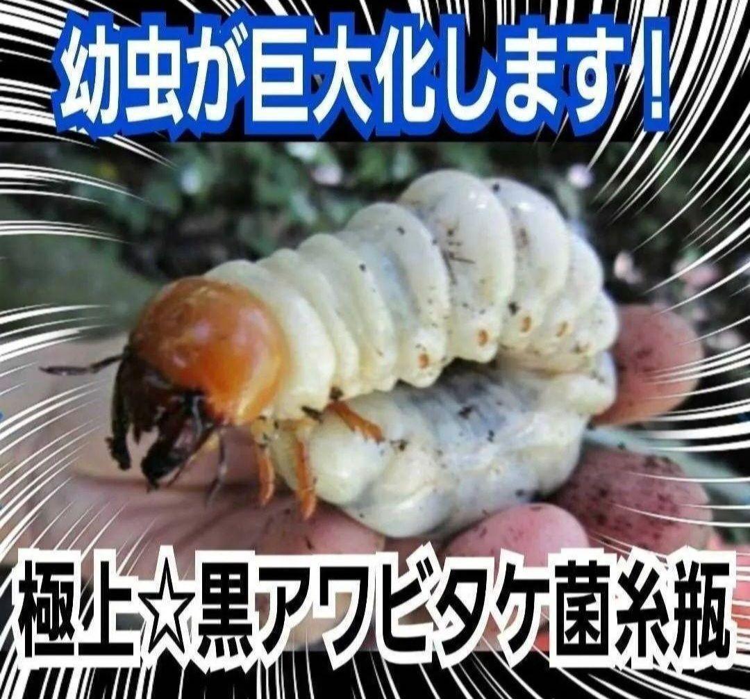 ニジイロクワガタに抜群！極上！黒アワビタケ菌糸瓶【8本】トレハロース強化配合！