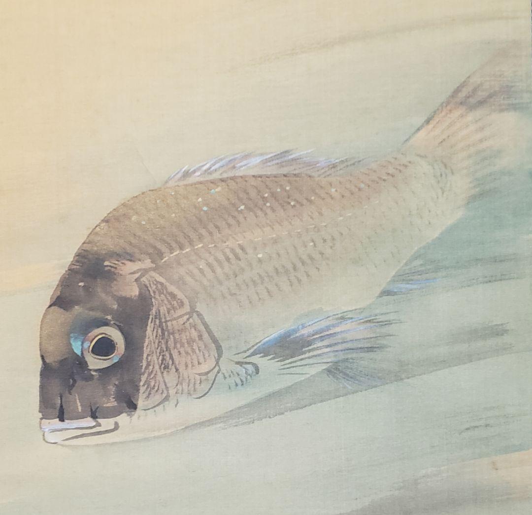 鯛図【洋中赤鬃魚】今井景樹 2600 海中の鯛 共箱　掛け軸　肉筆