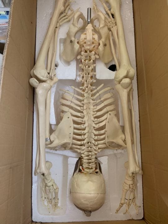 全身人体骨格模型