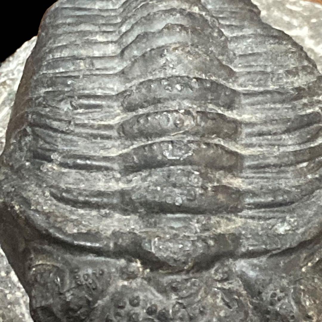 三葉虫化石 特大サイズ　全長約13cm