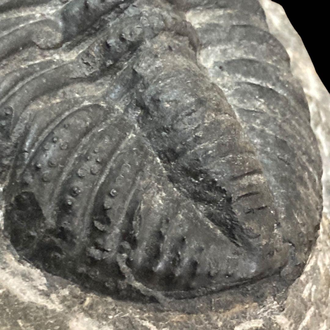 三葉虫化石 特大サイズ　全長約13cm