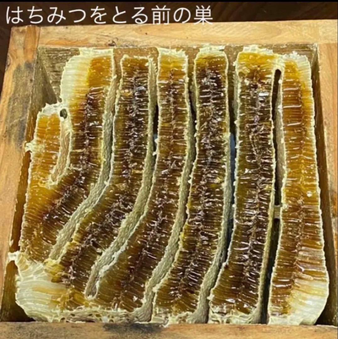 ドルガ 日本ミツバチ 非加熱 生はちみつ ジェラート風2瓶 とろとろ1瓶