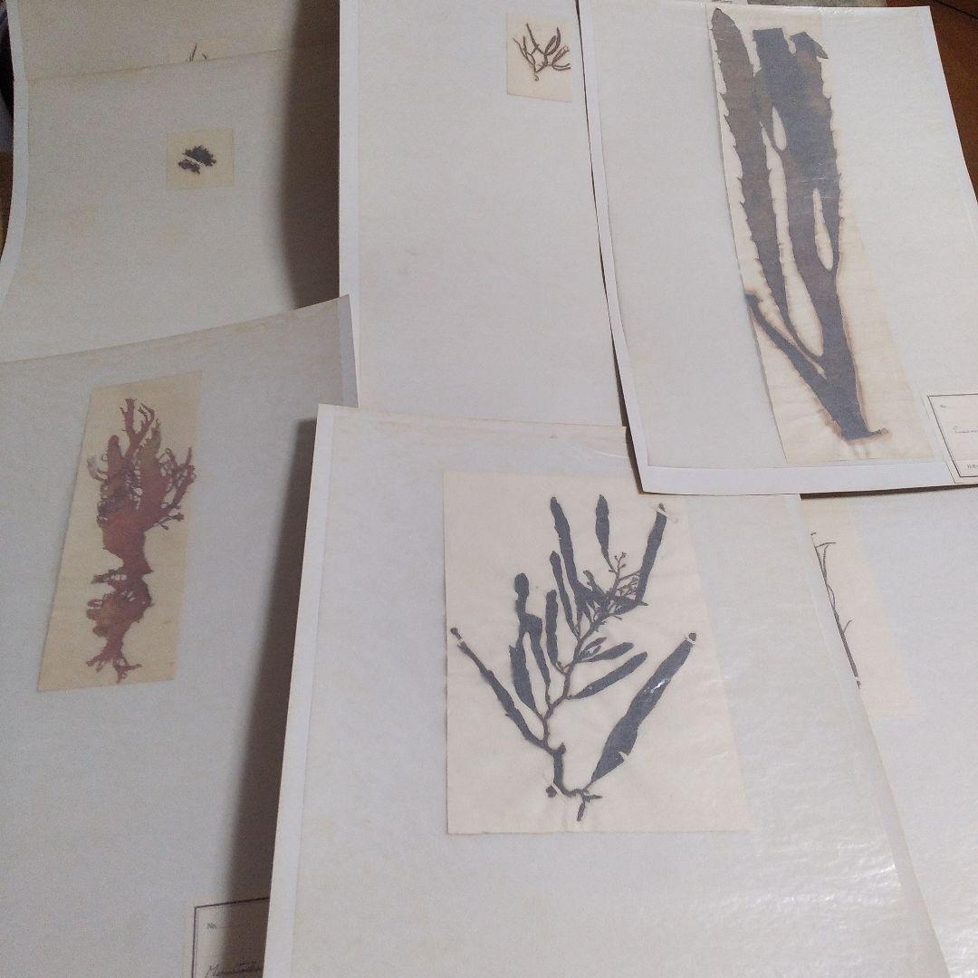 珍品　計39枚　薬用植物標本 　海藻植物標本　コレクション　アンティーク