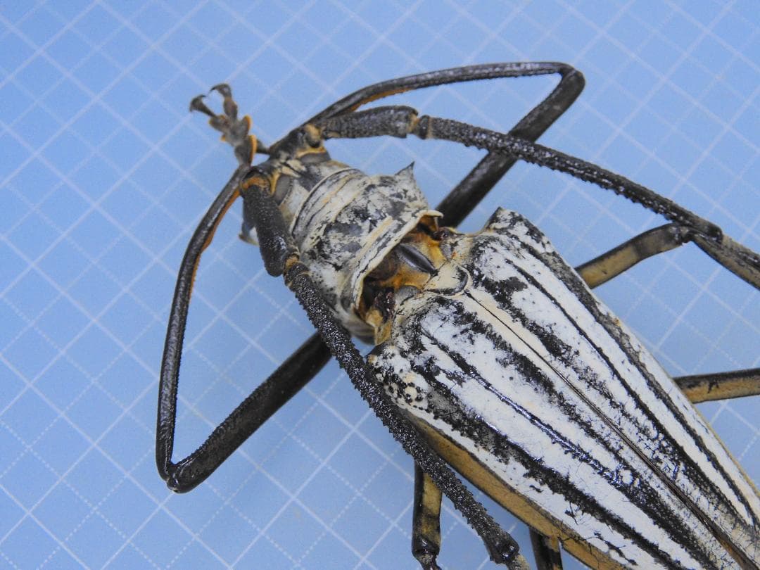 標本 Solomon Is Batocera lamondi 74mm