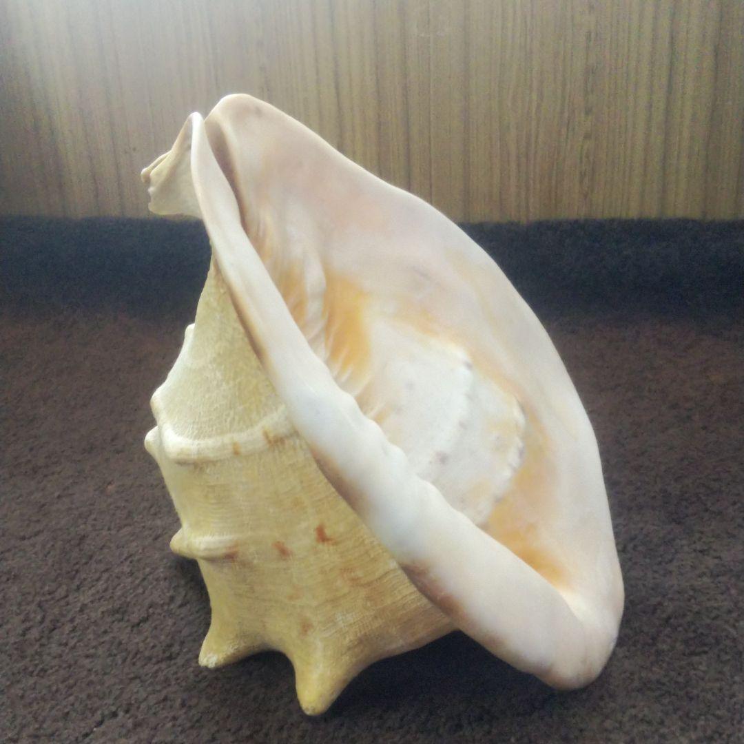 トウカムリ貝