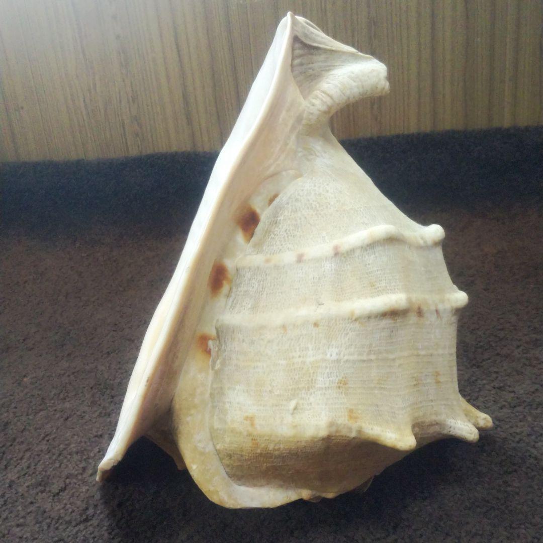 トウカムリ貝