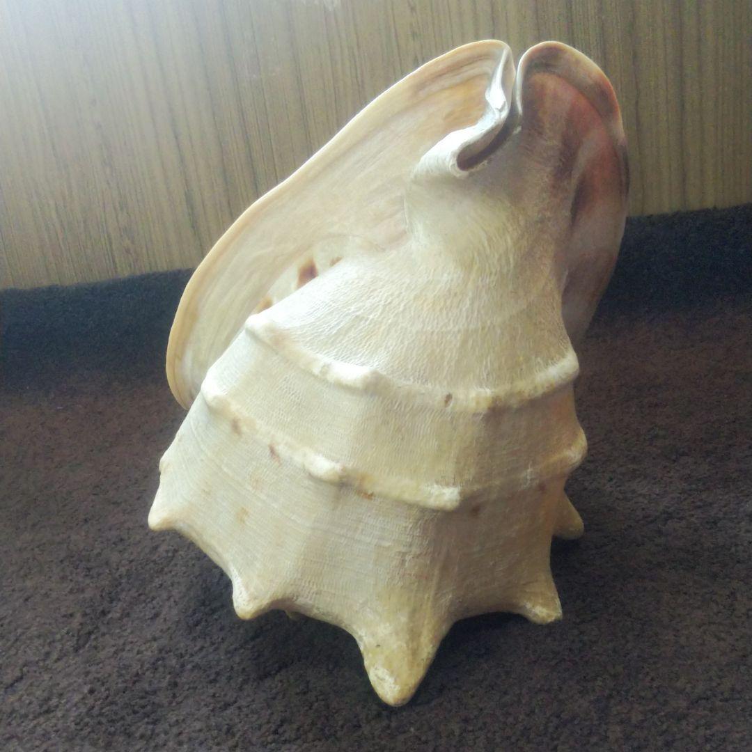 トウカムリ貝