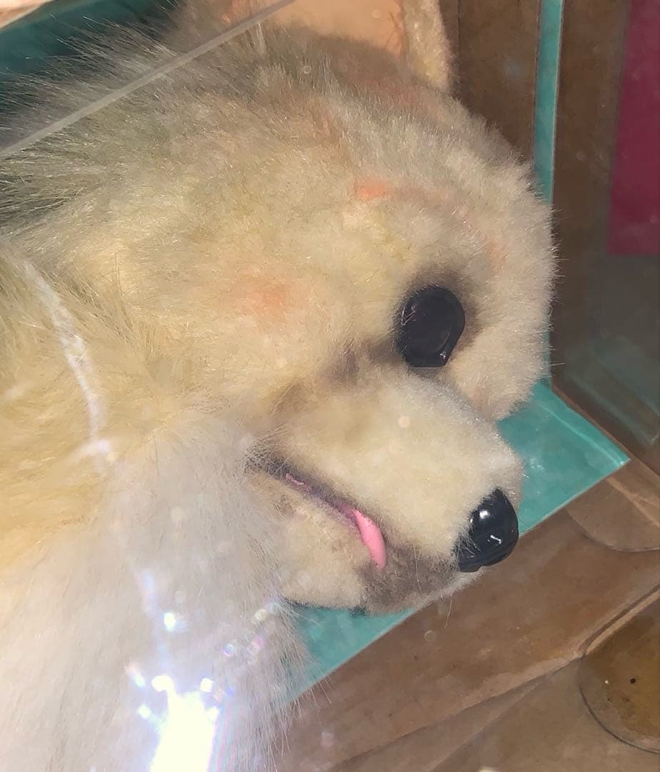 セガトイズ 夢いぬ　チワワ　クリーム色