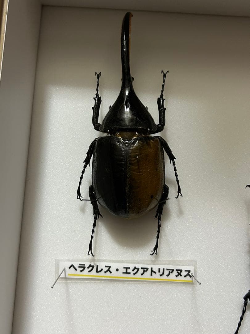 ヘラクレスオオカブト標本(亜種5種) シーラケース付きセット