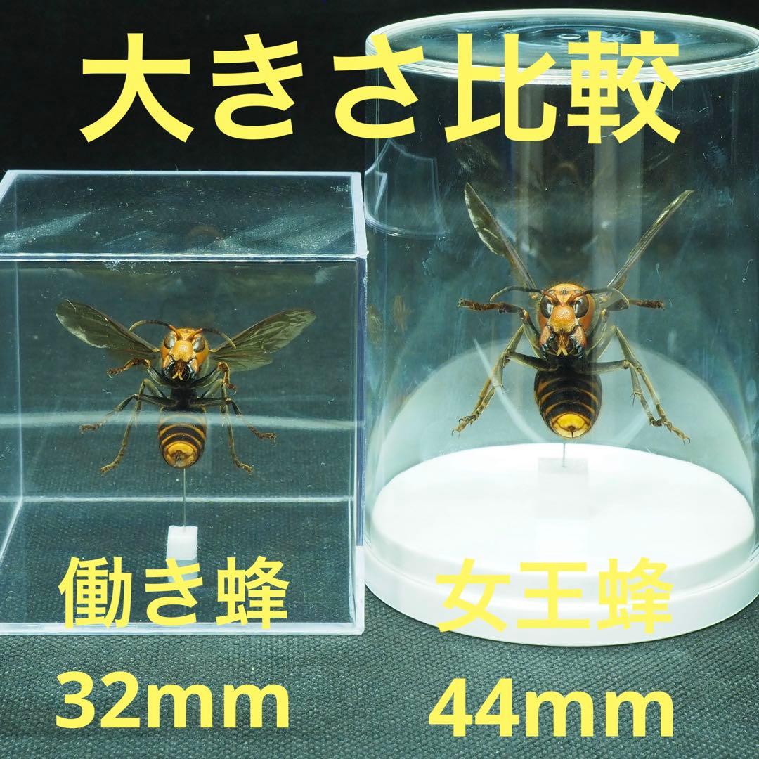 オオスズメバチ　女王蜂　立体標本2501