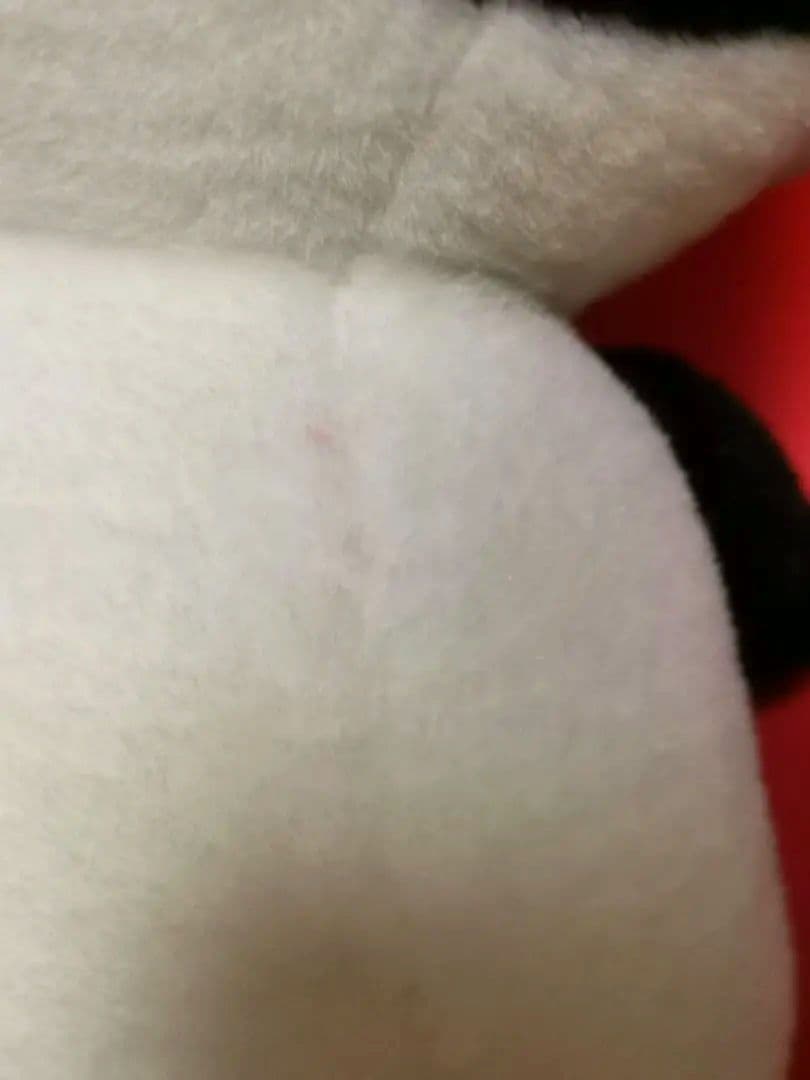 プリモプエル