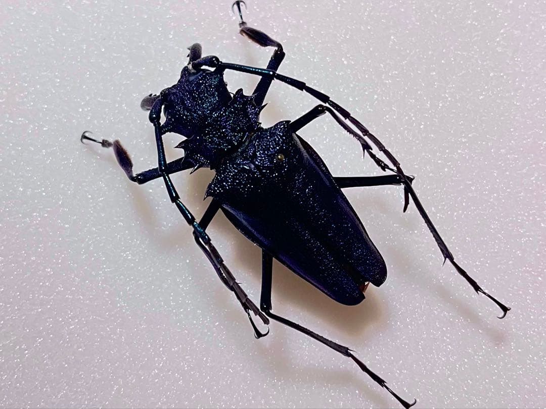 非常に美しいブルー系のキンオニルリカミキリ 標本 カミキリ