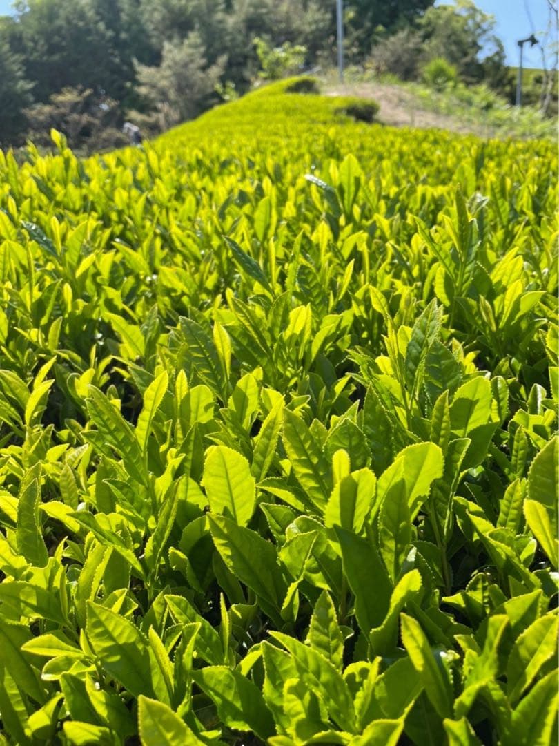 Moo　抹茶10個