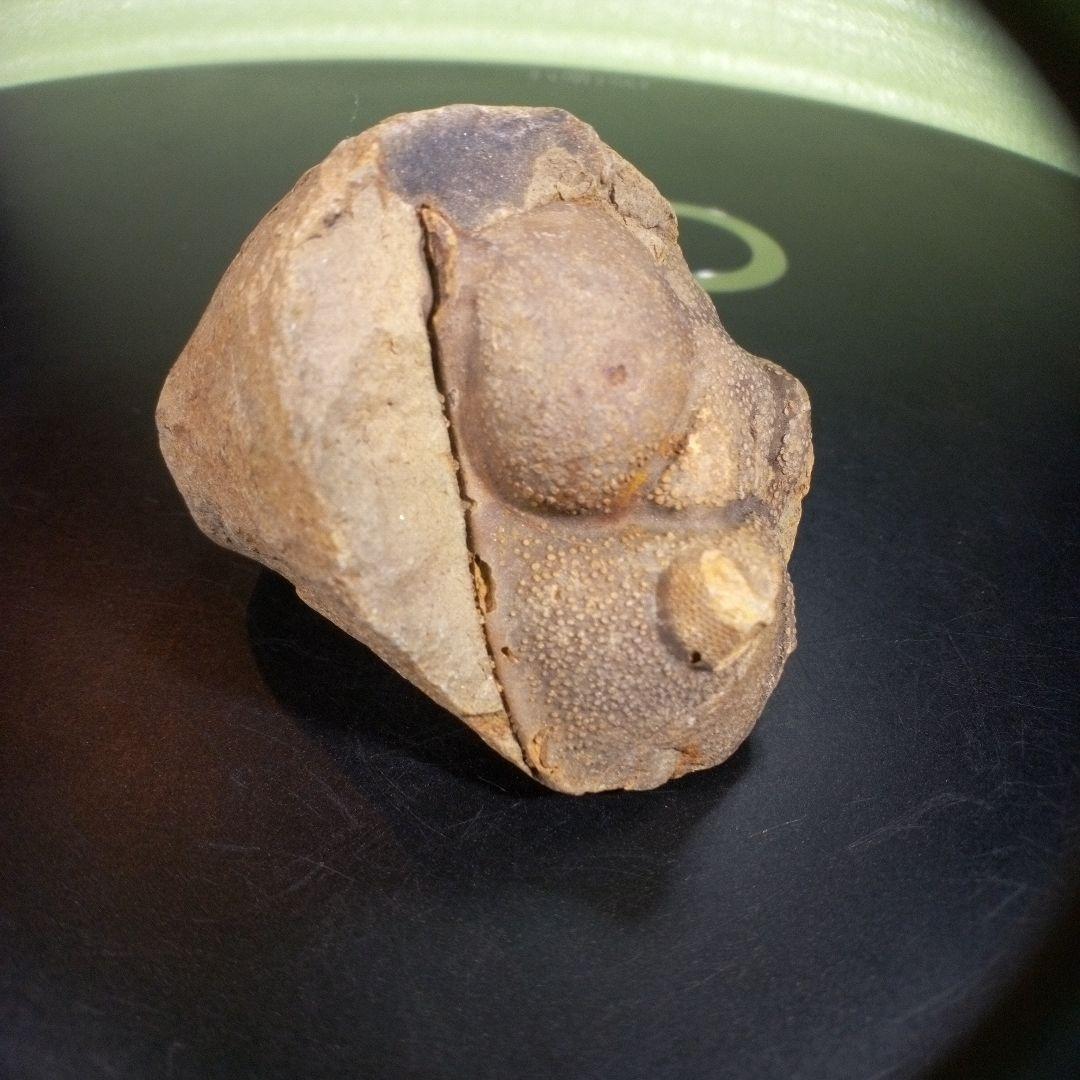 三葉虫　化石　fossil　ボリビア産　trilobite　ボリビア三葉虫郡③