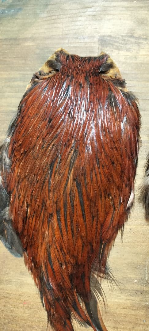 【フライタイイング】ハックル ケープ・クイル 5点まとめ売り