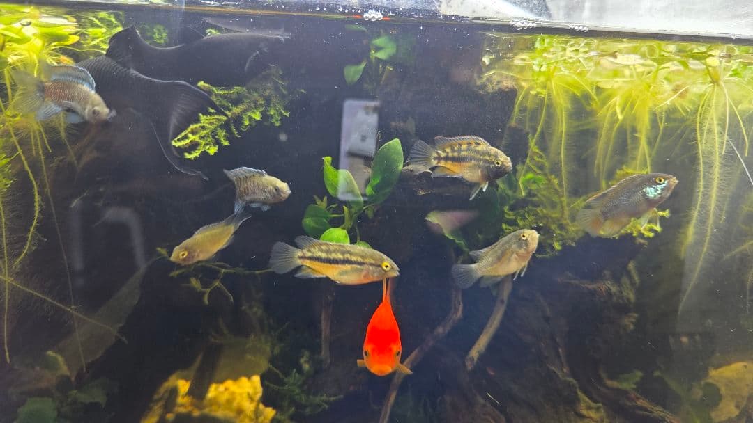 【都内直接引渡】豪華ADA 45cm水槽フルセット アクアスカイ/青華石10数点