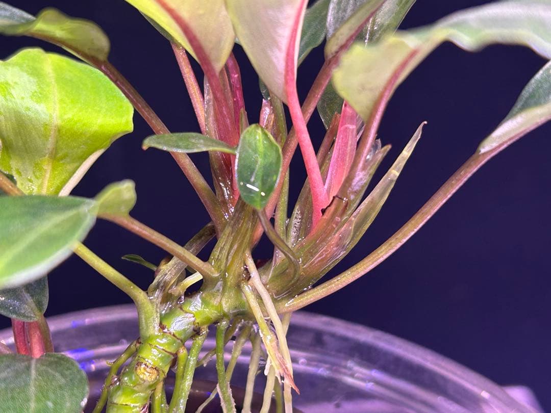 【TB便】Bucephalandra sp.Pearl gray 群生水上育成株