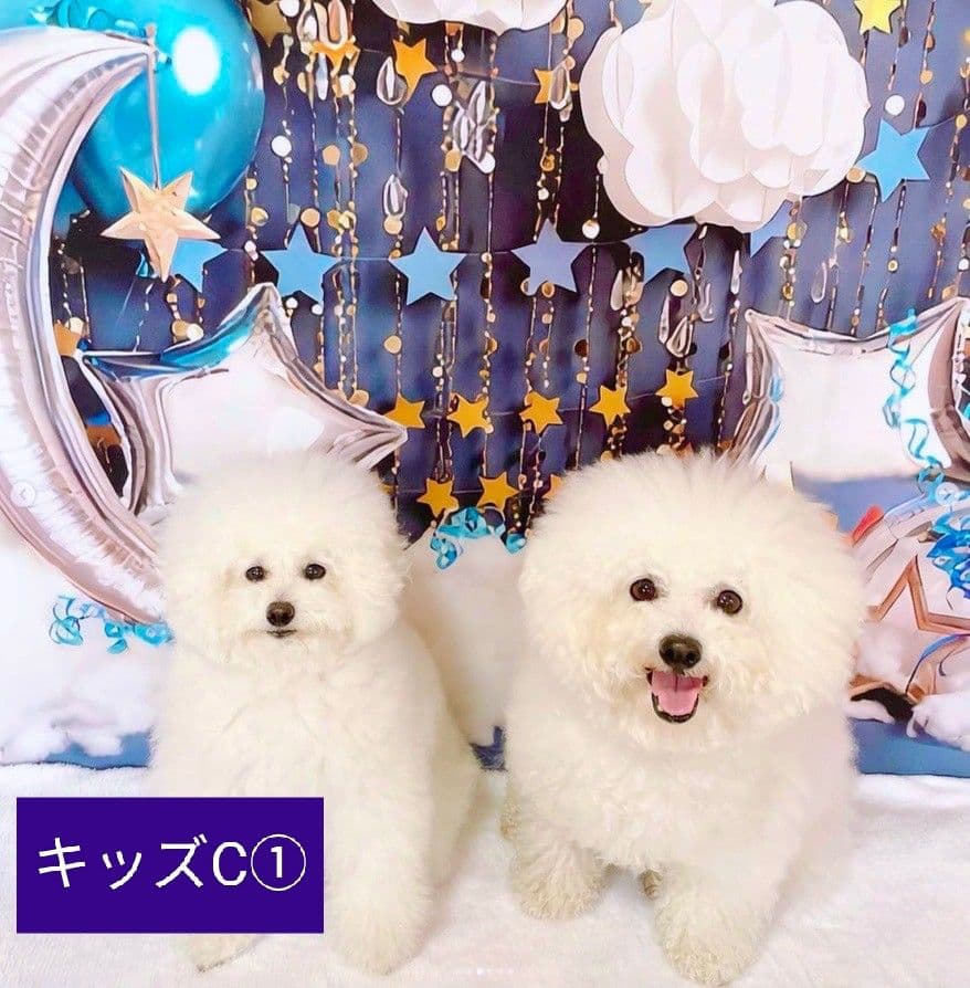 背景布【秋H】サンプル　9月お月見、ペット、トリミング撮影用　パンパスグラス