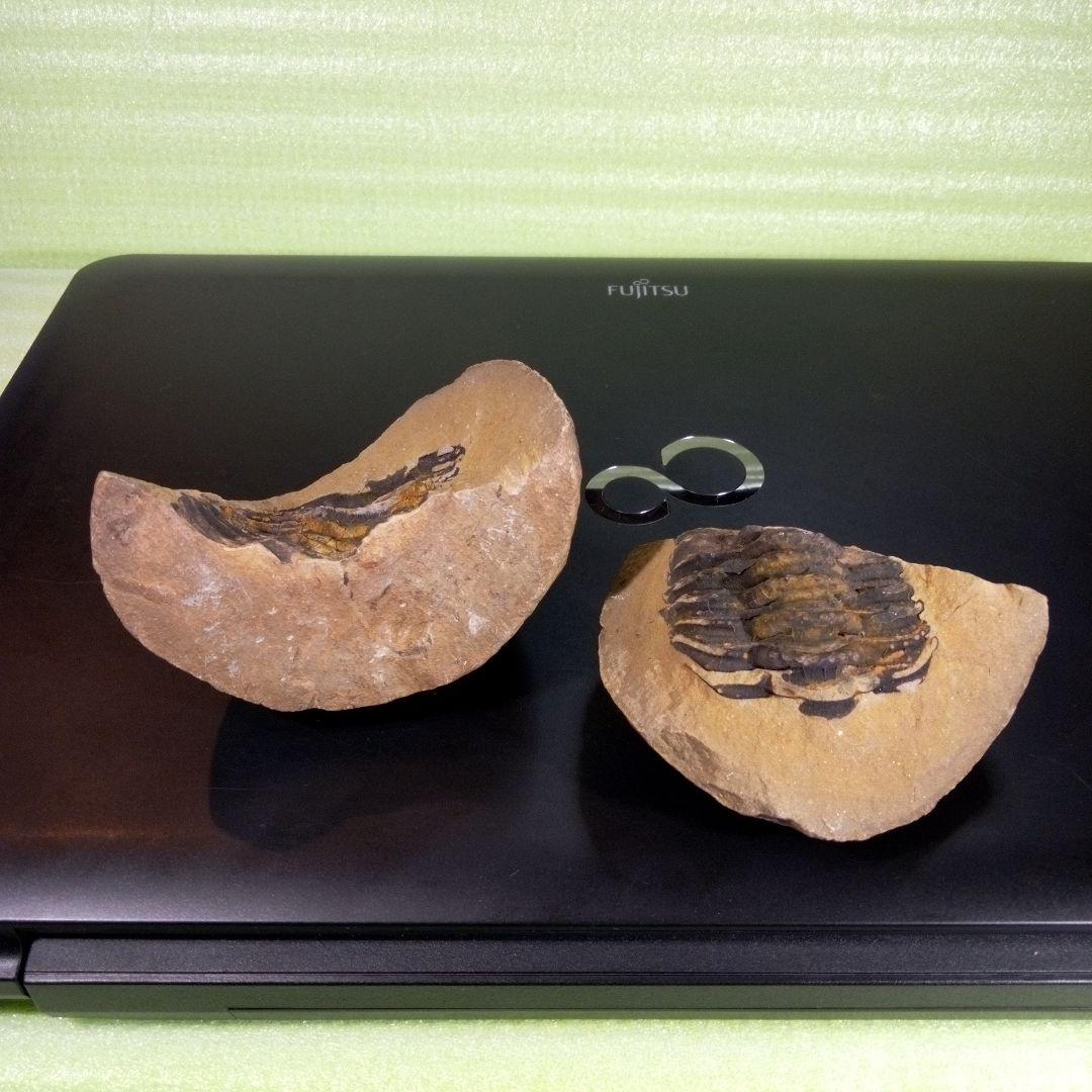 三葉虫　化石　fossil　ボリビア産　trilobite　ノジュール管理①