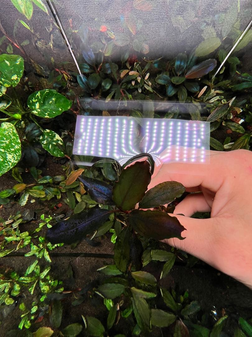 水草 Bucephalandra sp. Galaxy Purple