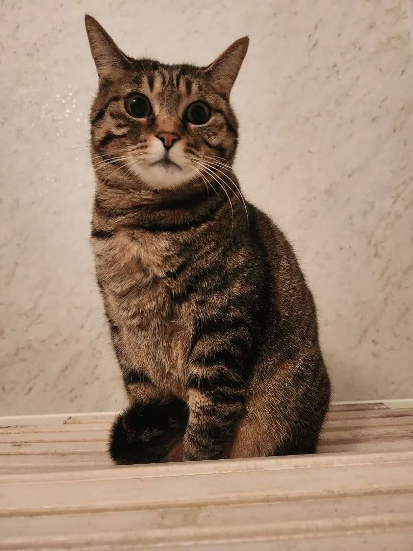 猫の写真