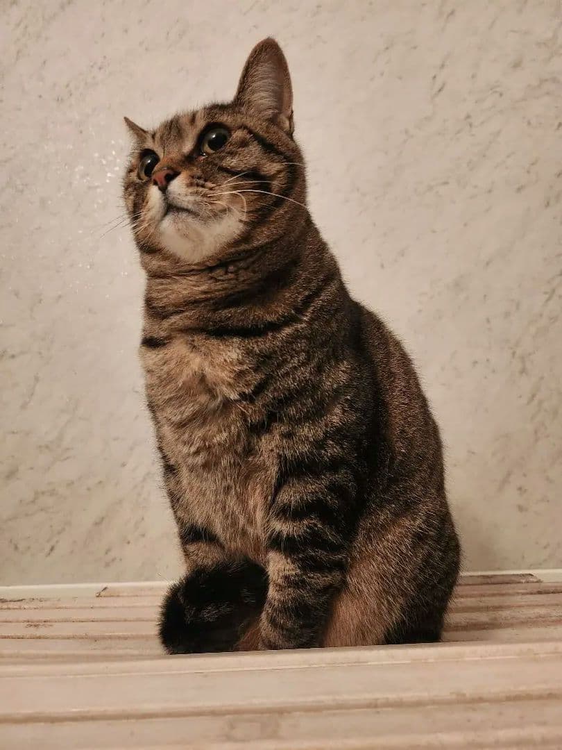 猫の写真
