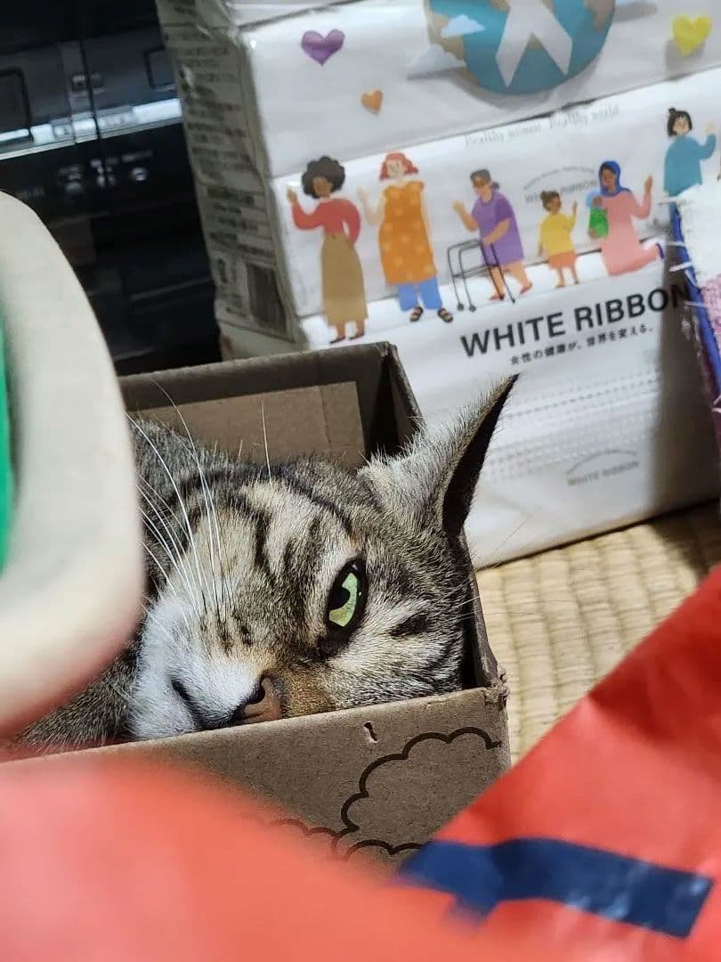 猫の写真